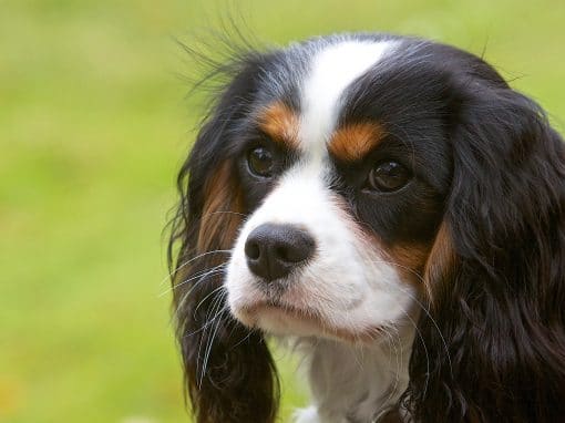 Portraits – Pets